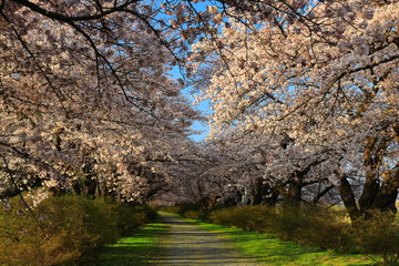 春の展勝地　桜並木