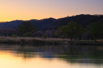 春の北上展勝地