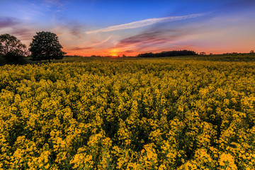 Yellow flowers from rapeseed in spring in Germany in the evening. Rape field at sunset with trees and bushes. Colorful sky with clouds during sunset