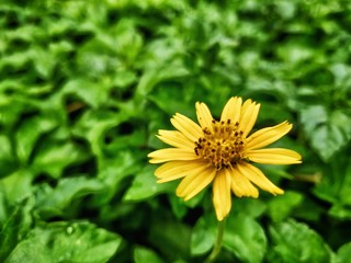 yellow flower in the garden
