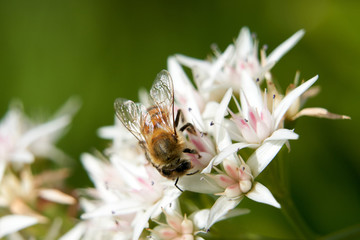 Bee feeding on Jade flower Top and side view flying to Jade.