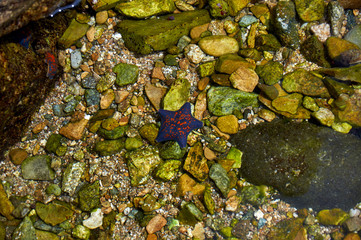 Sea coast with clear water. Stones and starfish at the bottom.