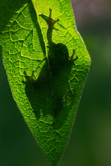 Hyla arborea - green tree frog sitting on a green leaf in backlight with a beautiful background