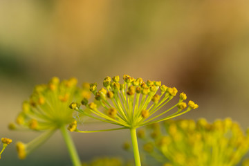 Detail of umbels of fennel (foeniculum vulgare) in the field