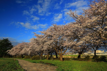 Obraz premium 春の展勝地 桜並木