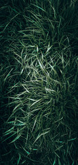 green, leaves, leaf, nature, water, drops, rain, plants, plant, sprout, greens, grass, wallpaper, screensaver,