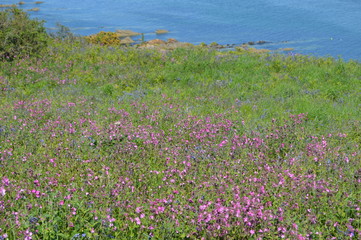 A flowery coastal walk near St Andrews, Fife, Scotland