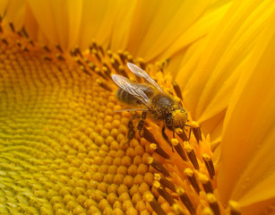 abeja recolectando girasol