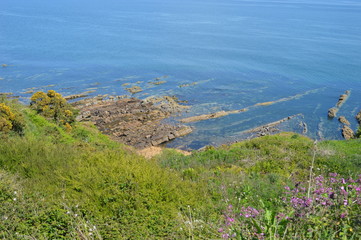 A flowery coastal walk near St Andrews, Fife, Scotland