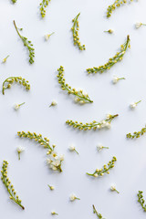Flat lay of bird cherry twigs with flowers, inflorescences-brushes on light blue background. Spring time. 