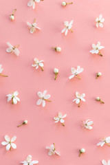 Flat lay of wild cherry buds and single flowers on pastel pink background. Spring time and blossom. 