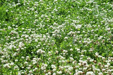 Obraz na płótnie Canvas White clover / Fabaceae perennial plant