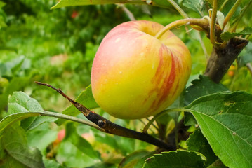 green red striped apples on tree branches. Juicy apples on trees in the middle of summer