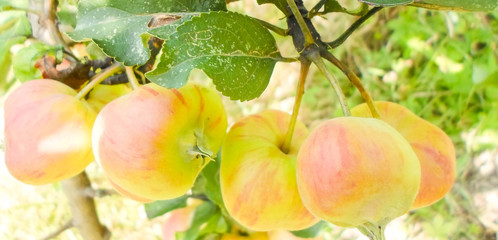 green red striped apples on tree branches. Juicy apples on trees in the middle of summer