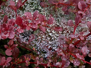 Red Barberry with raindrops