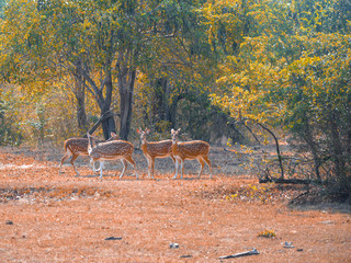 Wild deer’s in the park