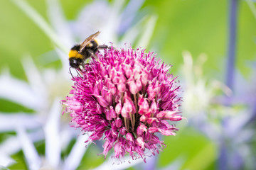 Bee pollinating on a pink flower. White and green background. Danger of extinction of bees. Endangered. Macro photography.Spring flower. Spring fashion.