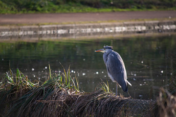 Grey heron in the lake. Gray and black bird leaning on a log in the middle of the lake.Bird with long beak.