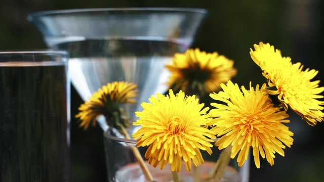 Yellow dandelions on a background of a glass of water in springtime. Beautiful yellow dandelion flowers