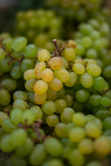 Green grapes on vine