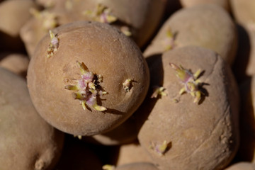 Potatoes with sprouts close-up. Preparing potatoes for planting.