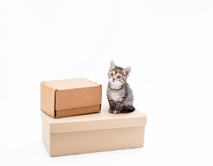Cute brown striped kitten sits near brown kraft box on white background