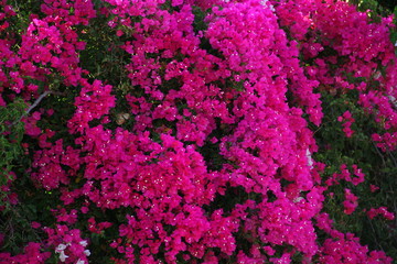 pink flowers in the garden