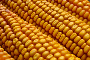 Yellow corn on the cob closeup