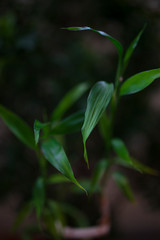 close-up of green leaves