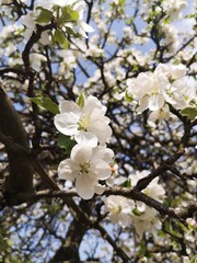 Obraz premium Apple tree blossoms in spring.
