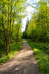 Fototapeta premium forest road