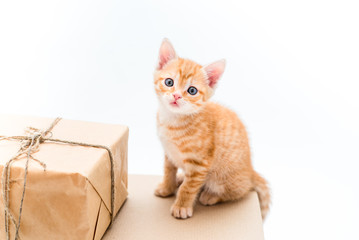 Cute red kitten sits on brown kraft box on white background