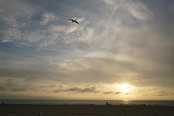 Fototapeta na wymiar seagull on the beach at sunset