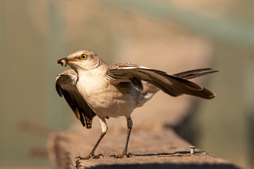 Northern Mockingbird (Mimus Polyglottos) carries a worm back to its young