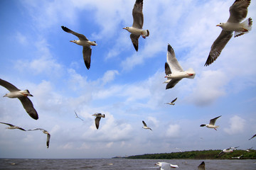 Group of seagull bird flying on sky over the sea