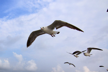 Fototapeta na wymiar Seagull bird flying over sky