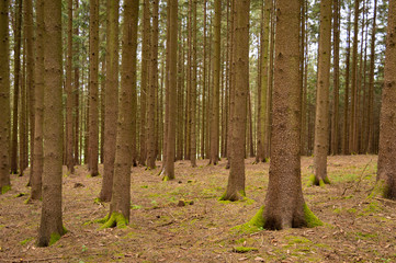 forest