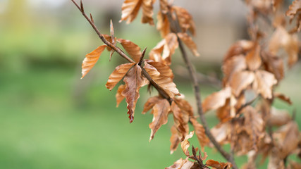 Brown dry leaves hanging on a tree on a green background. Texture or pattern of dry leafs. Spring or autumn wallpaper 