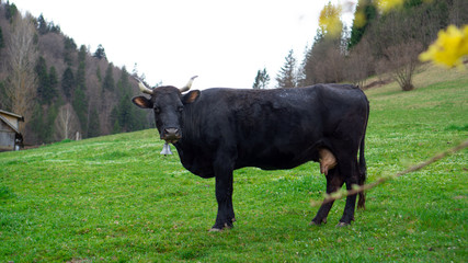 One black cow on green meadow. Close up picture of big black cow. Cattle or large domesticated ungulates