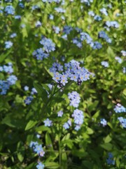 Forget-me-not (Myosotis) flowers blooming. Little blue forget me not flowers on spring meadow