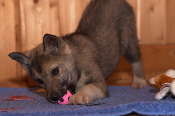 a puppy with a ball in its mouth