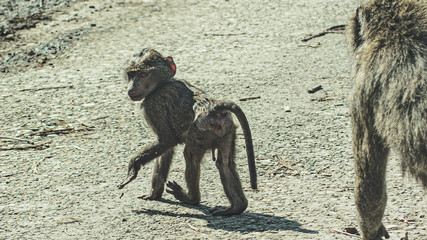 Baby monkey looking back at camera