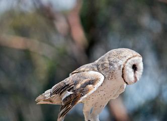this is a side view of a barn owl