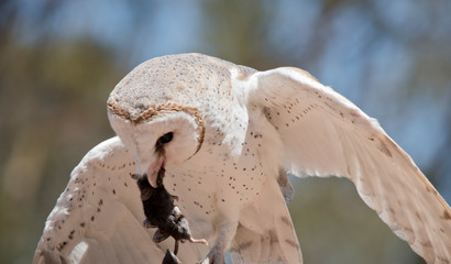 this is a close up of a barn owl