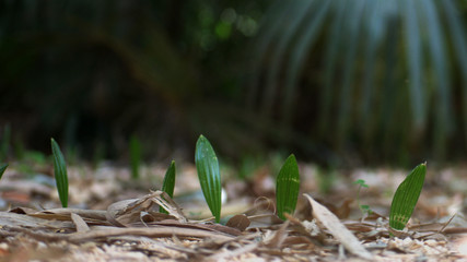 bamboo leaves