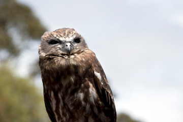 this is a close up of a boobook owl