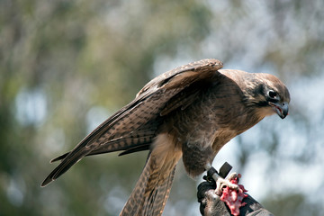 this is a side view of a brown falcon