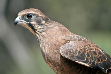 Fototapeta premium this is a close up of a brown falcon