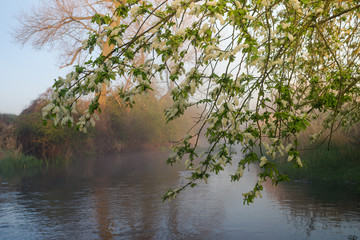 Kwitnąca czeremcha nad rzeką. Bzura w okolicy Walewic, przed Łowiczem