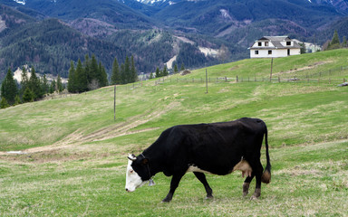 Fototapeta na wymiar Close up black cow with white head on green meadow and house on background. Cow in mountainous terrain.